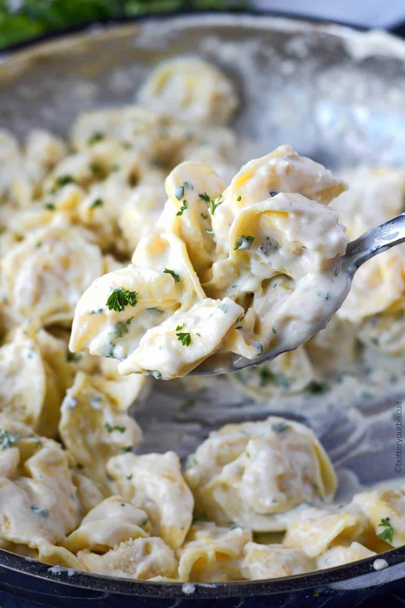 Garlic alfredo cheese tortellini scooped with a spoon